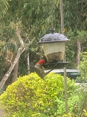 Melanerpes carolinus