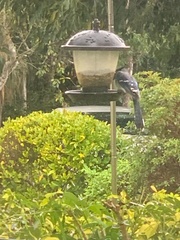 Melanerpes carolinus