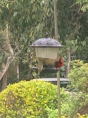 Melanerpes carolinus