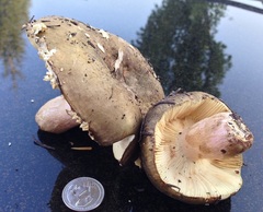 Russula favrei