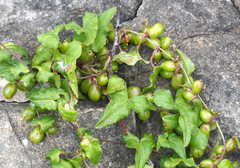 Dioscorea orientalis