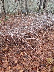 Rubus phoenicolasius