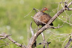 Pternistis rufopictus