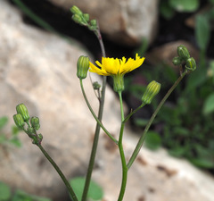 Crepis palaestina