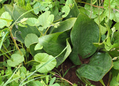Biarum pyrami