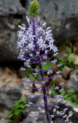 Scilla hyacinthoides