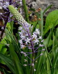 Scilla hyacinthoides