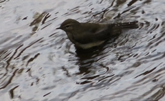 Phylloscopus collybita