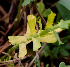 Euphorbia reuteriana