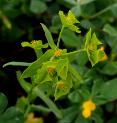 Euphorbia reuteriana