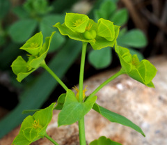 Euphorbia reuteriana