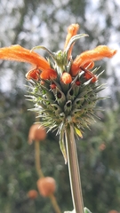 Leonotis nepetifolia