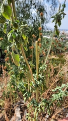 Leonotis nepetifolia
