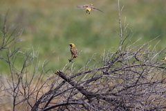 Epthianura aurifrons