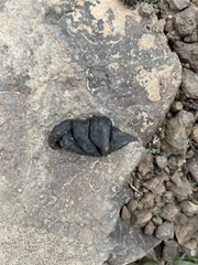 Marmota flaviventris