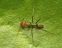 Iridomyrmex rubriceps