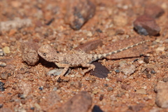 Tympanocryptis intima