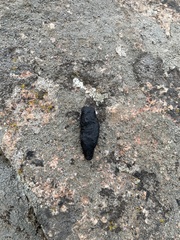 Marmota flaviventris
