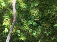 Ranunculus lapponicus