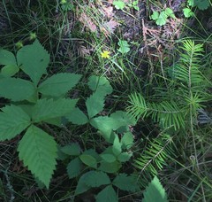 Ranunculus lapponicus