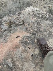 Marmota flaviventris