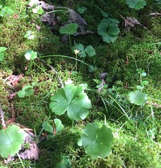 Ranunculus lapponicus