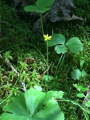 Ranunculus lapponicus