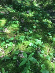 Ranunculus lapponicus