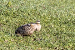 Pterocles gutturalis