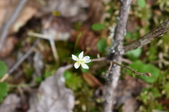 Coptis trifolia