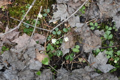 Coptis trifolia
