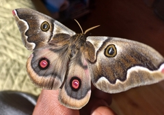 Polythysana cinerascens