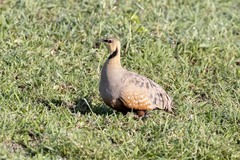 Pterocles gutturalis