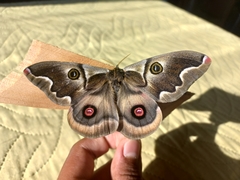 Polythysana cinerascens