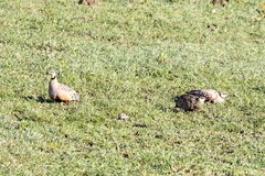 Pterocles gutturalis