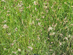 Carex divisa