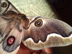 Polythysana cinerascens