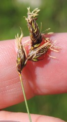 Carex divisa