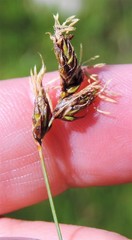 Carex divisa