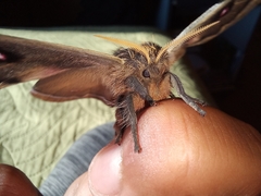 Polythysana cinerascens