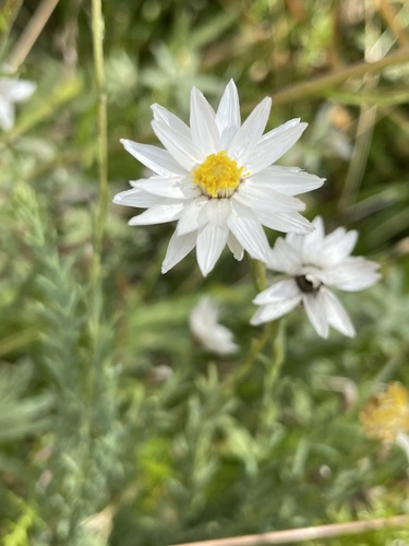 Rhodanthe anthemoides (Spreng.) Paul G.Wilson