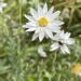 Chamomile Sunray - Photo (c) Hauke Koch, some rights reserved (CC BY-NC), uploaded by Hauke Koch