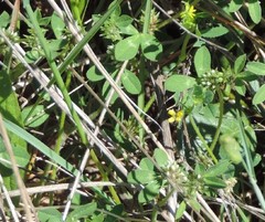 Trifolium scabrum