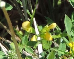 Scorpiurus muricatus