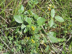 Scorpiurus muricatus