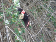 Heliconius erato adana