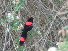 Heliconius erato adana