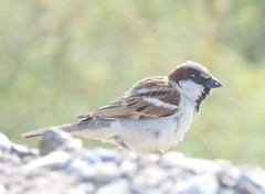 Passer domesticus