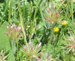 Trifolium stellatum
