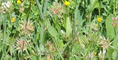 Trifolium stellatum